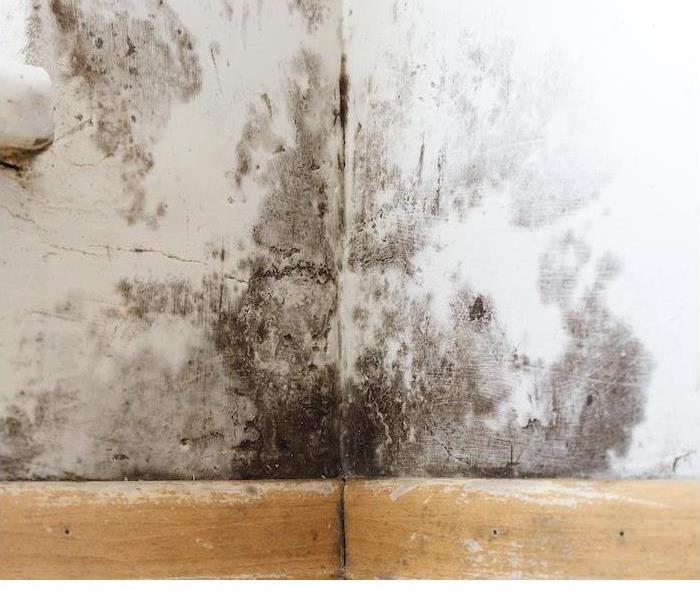 img src ="mold" alt = "corner of interior wall showing signs of black mold from water damage" >
